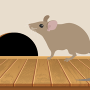 Rodent Damage & Preventative Steps to Take This Winter in Bossier City, LA